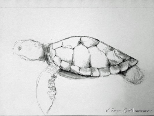 art_turtle_drawing