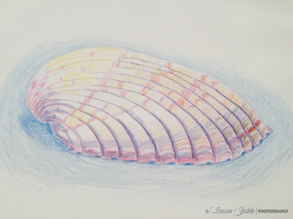 1_art_class_colored_pencil_shell_8748