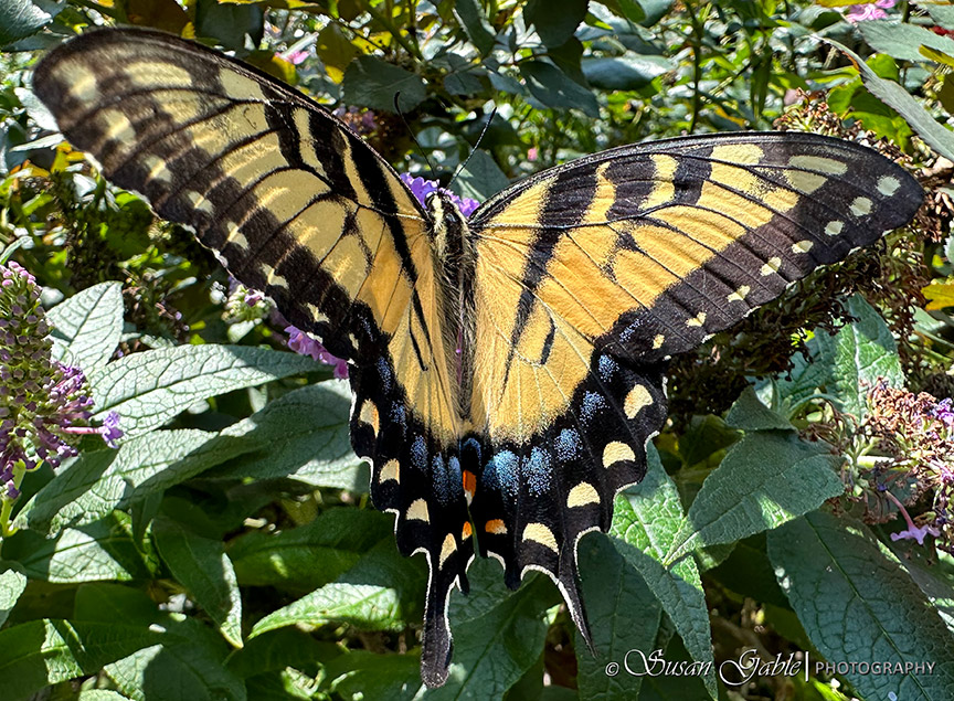 Capturing a Few Pictures in Our Garden and a&nbsp;Prompt