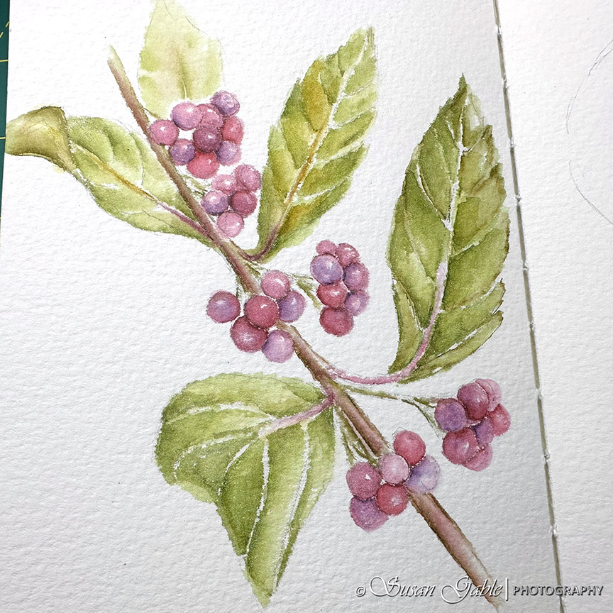 A Few of My Pen & Ink Drawings & Discoveries