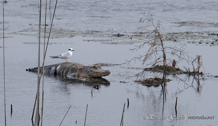 Nature – A Wildlife&nbsp;Refuge
