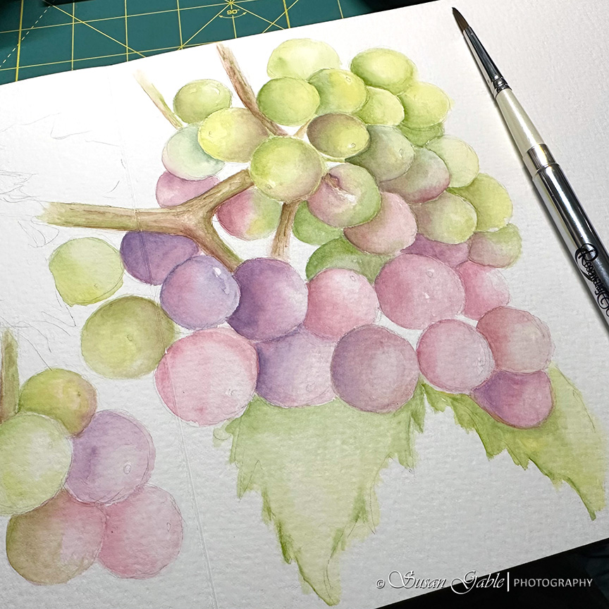 A Watercolor Grape Sketch in Two&nbsp;Sketchbooks
