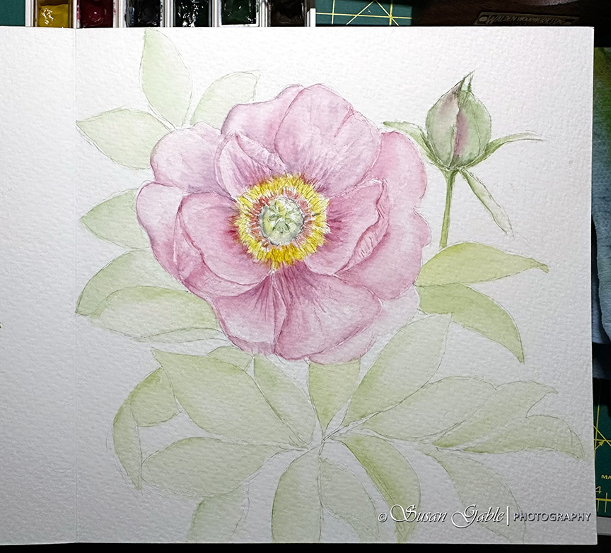 In My Luchetti Sketchbook: Itoh&nbsp;Peony
