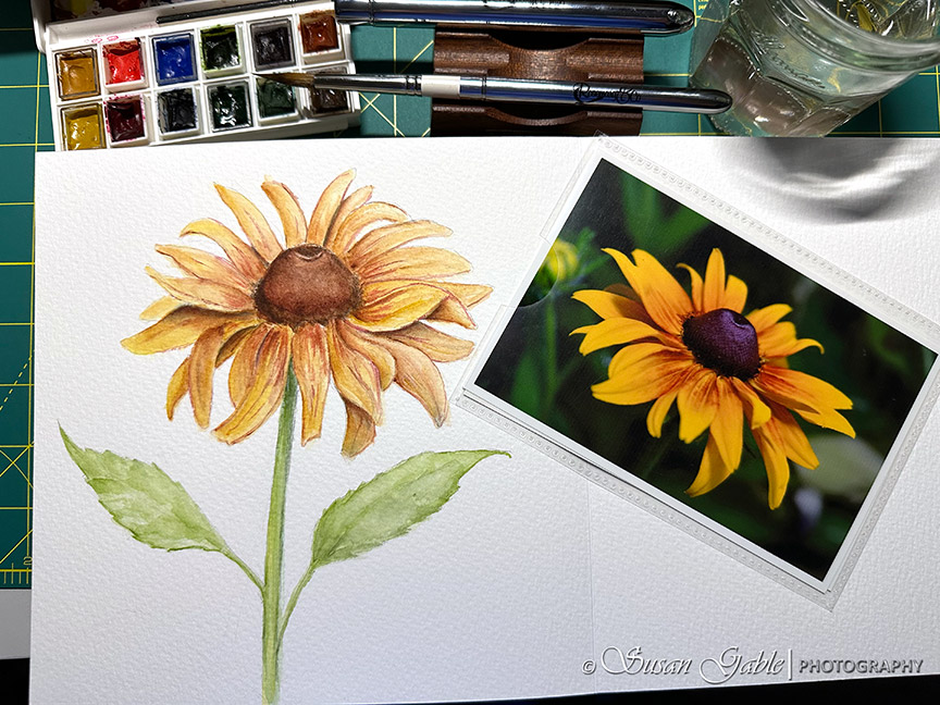 In My Luchetti Sketchbook: Rudbeckia&nbsp;Hirta